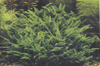 Cryptocoryne wendtii